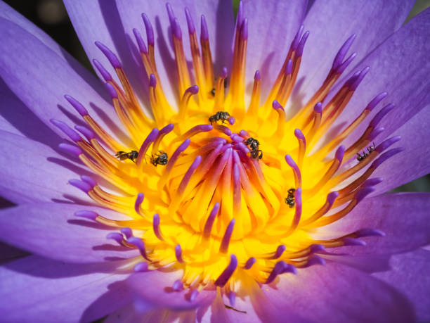 istock Purple lotus flower in morning light 642392314