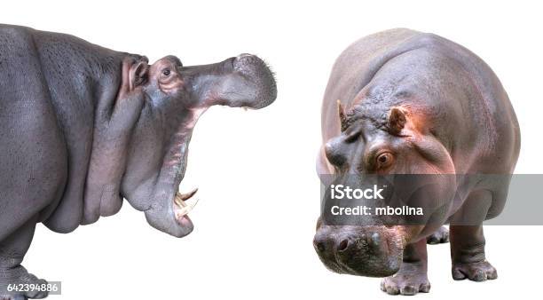 Hippopotamus Isolated On White Background Stock Photo - Download Image Now - Hippopotamus, White Background, Cut Out