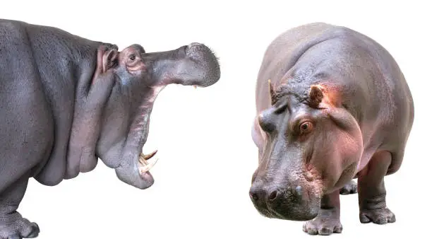 Photo of Hippopotamus isolated on white background