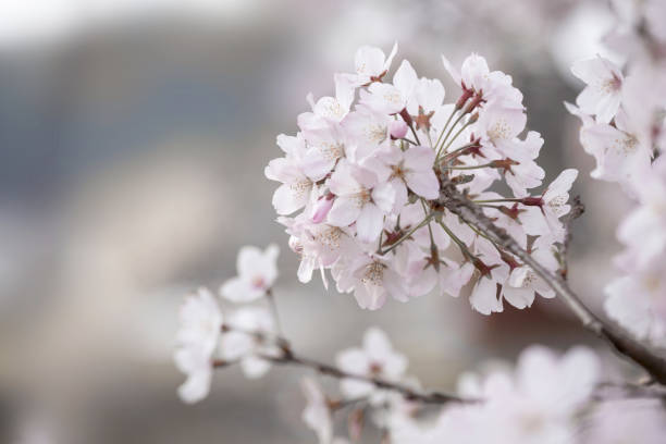 istock Close-up of cherry blossoms 642395118