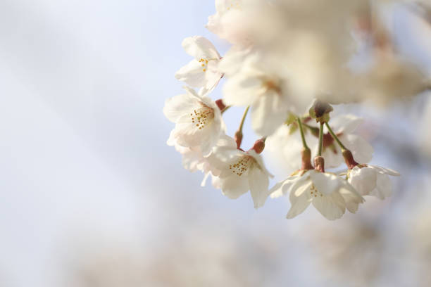 istock Close up of cherry blossoms in full bloom 642395232