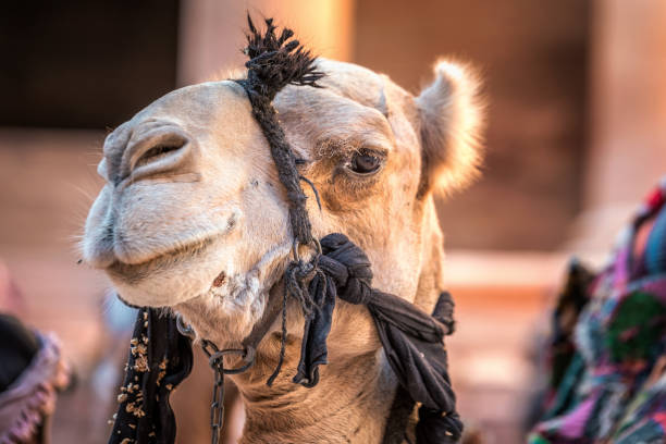 istock Camels of Petra 642397430