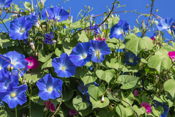 istock blue morning glory flowers climbing on the wall 642400412