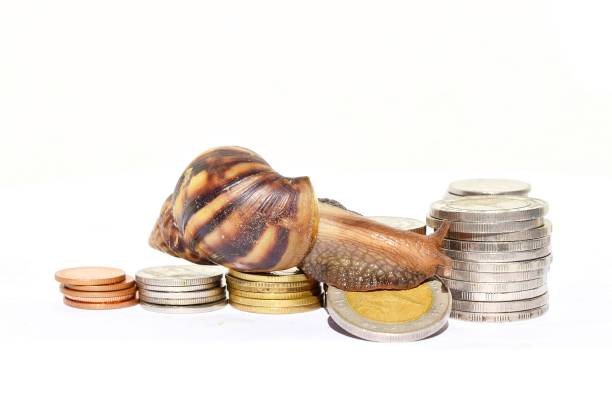 istock Brown snail fall of coin, it was scaled up 642405096