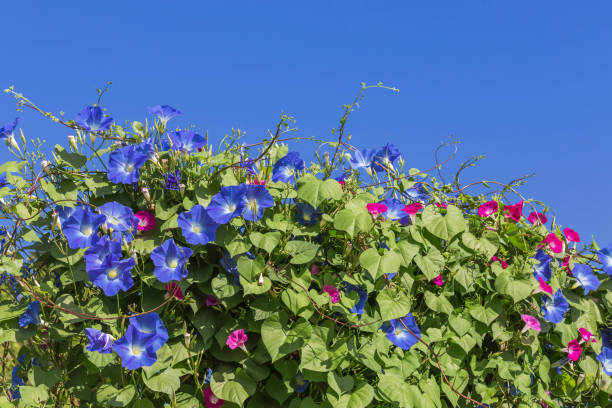 istock blue morning glory flowers climbing on the wall 642412016