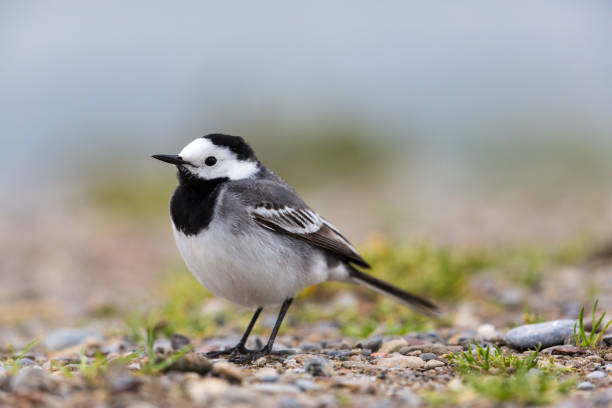 istock Portrait of white wagtail (Motacilla alba alba) 642417418