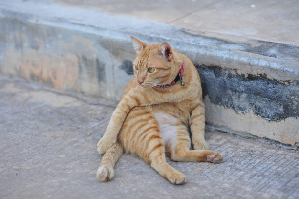 istock little cute cat sit on concrete floor by paw in holidays 642420274