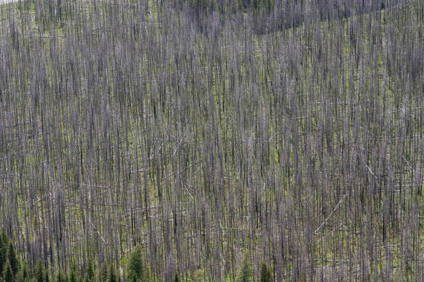 istock Spiky trees in Glacier National Park 642424406