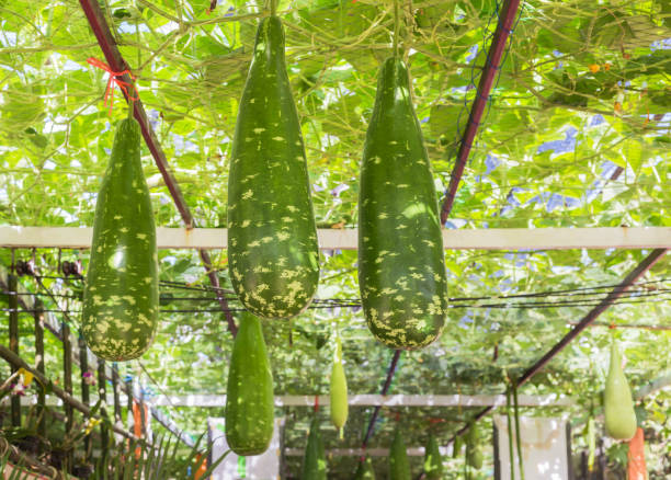 istock Young winter melon  fruits hanging on trees 642424884