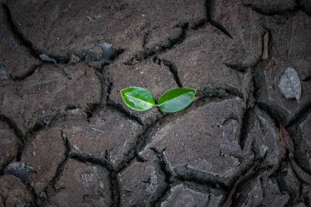 istock Living with tree drought, Crack ground drought. 642427282