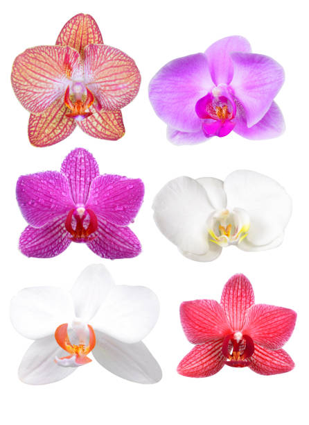 istock Colorful orchid flowers 642430476