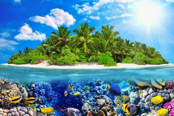istock Tropical island in Ocean and beautiful underwater world. 642434718