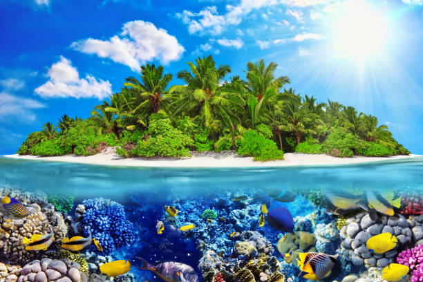 istock Tropical island in Ocean and beautiful underwater world. 642434790