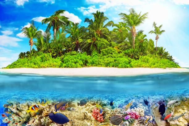 istock Tropical island in Ocean and beautiful underwater world. 642434946
