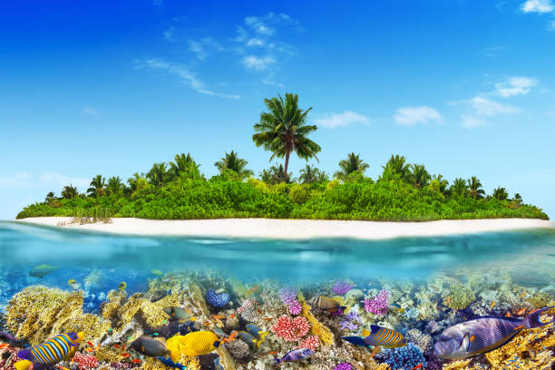 istock Tropical island in Ocean and beautiful underwater world. 642435356