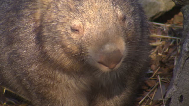 Australian Animals - Wombat