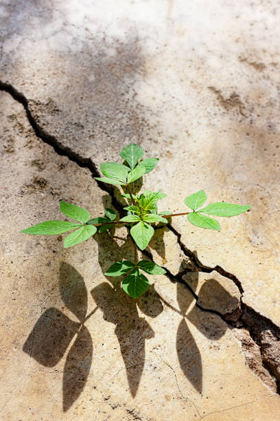 istock Small plant shoot growing in a crack of a concrete path. 642435682