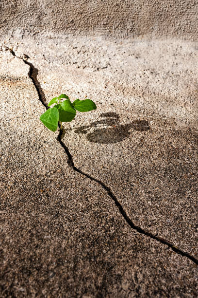 istock Small plant shoot growing in a crack of a concrete path. 642435690