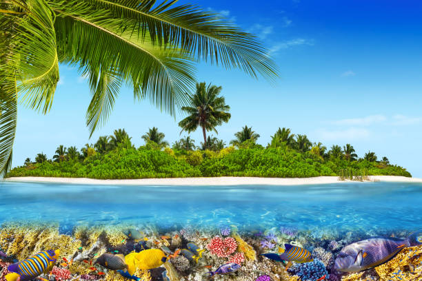 istock Tropical island in Ocean and beautiful underwater world. 642435764