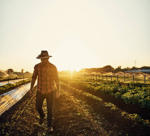 istock Keeping a close eye on his crops 642438550
