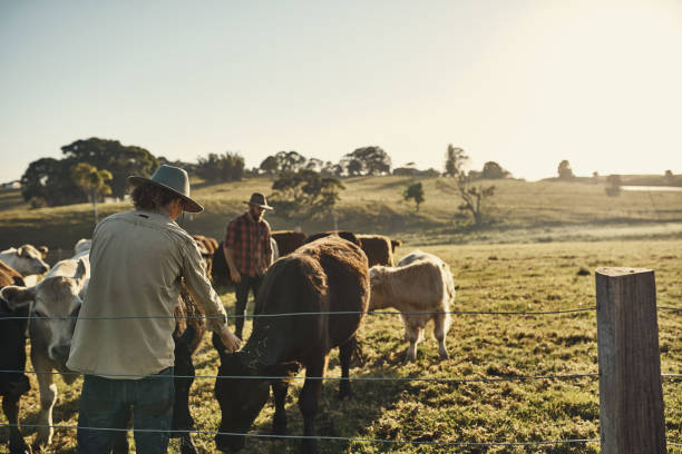 bons agriculteurs faire connaissance avec leurs troupeaux - éleveur photos et images de collection