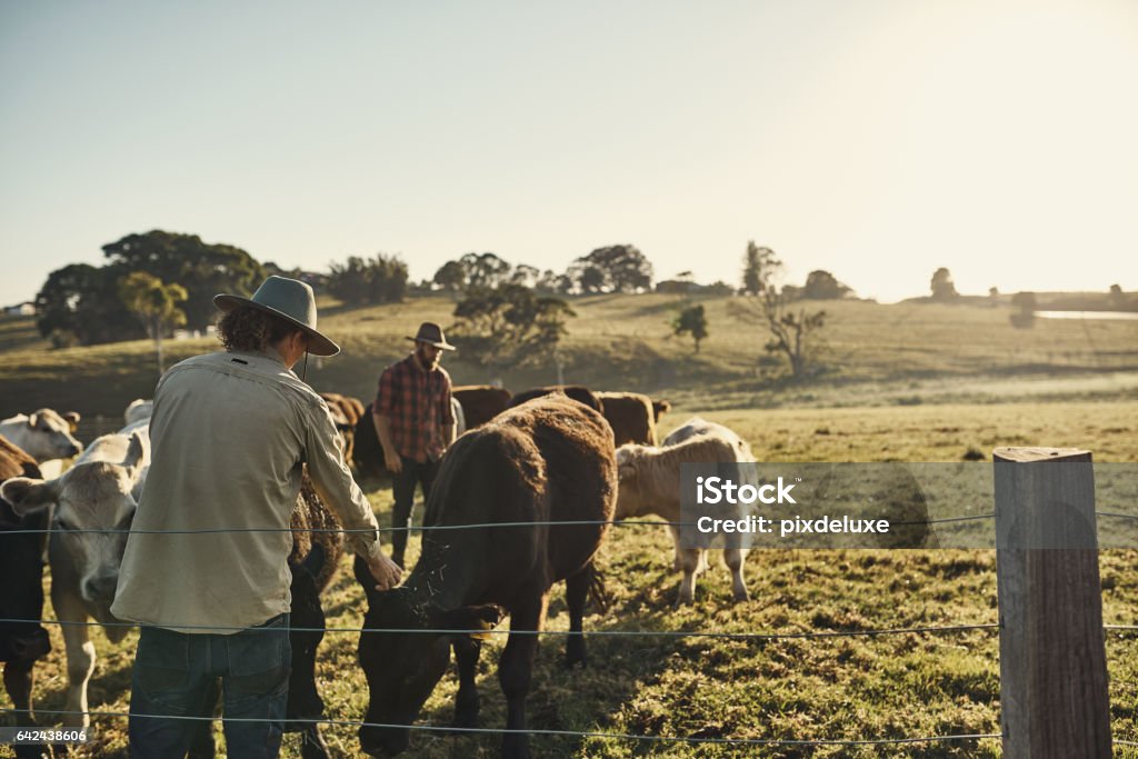 Good farmers get to know their herds Shot of two farmers tending to their herd of livestock in the field Australia Stock Photo