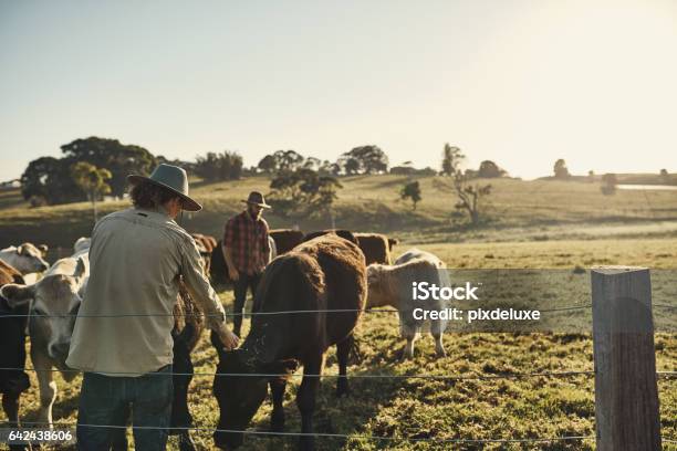 Good Farmers Get To Know Their Herds Stock Photo - Download Image Now - Australia, Farmer, Farm