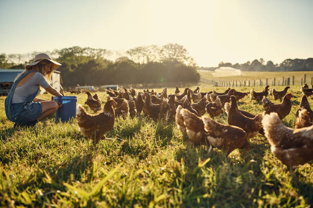 Bonding with her flock Shot of a happy young farmer feeding her flock of chickens while sitting in a field Poultry stock pictures, royalty-free photos & images