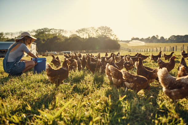 bonding with her flock - chicken animal farm field imagens e fotografias de stock