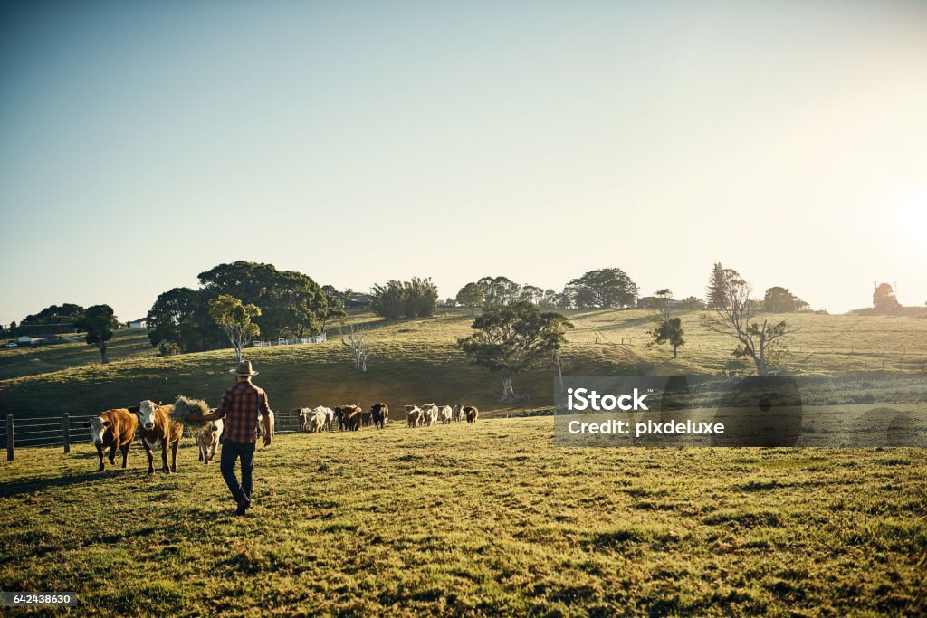 Come and get it! Shot of a young farmer tending to his herd of livestock in the field Farm Stock Photo
