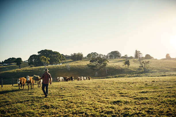 Come and get it! Shot of a young farmer tending to his herd of livestock in the field ranch stock pictures, royalty-free photos & images