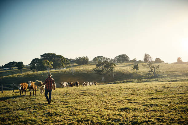 Come and get it! Shot of a young farmer tending to his herd of livestock in the field pasture stock pictures, royalty-free photos & images