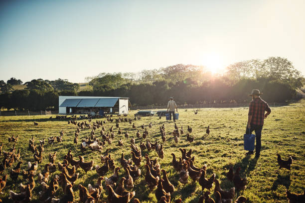 Free range farming is the only way to go Shot of a young farmer tending to his flock of chickens in the field large group of animals photos stock pictures, royalty-free photos & images
