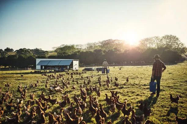Shot of a young farmer tending to his flock of chickens in the field