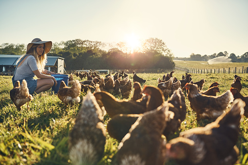 Shot of a happy young farmer feeding her flock of chickens while sitting in a field