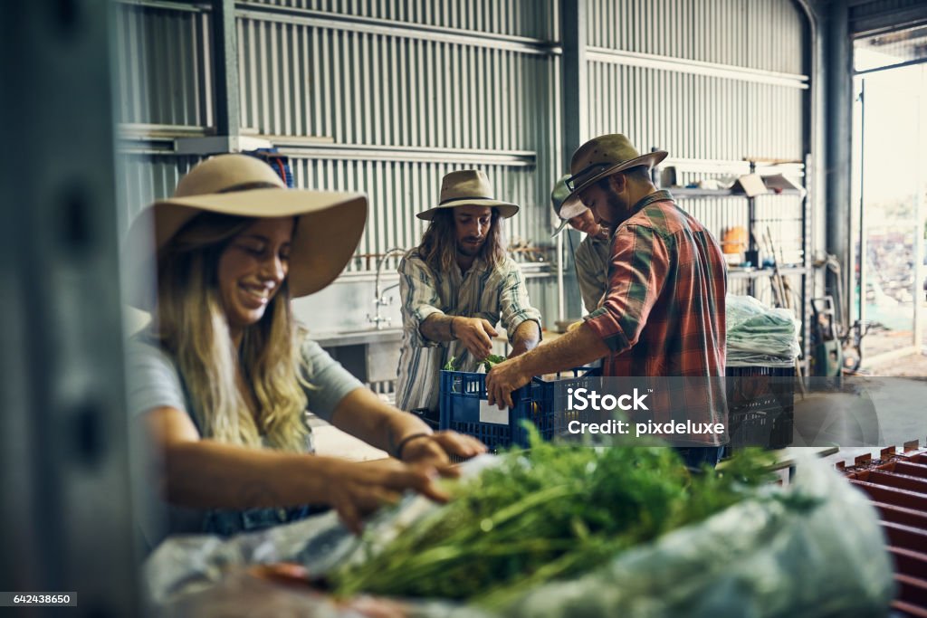 They've had a great harvest so far Shot of a group of farmers packing freshly harvested herbs in their warehouse Australia Stock Photo