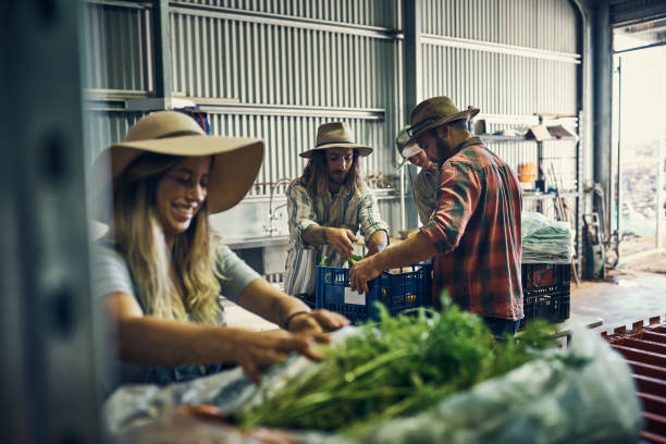 They've had a great harvest so far Shot of a group of farmers packing freshly harvested herbs in their warehouse agricultural activity stock pictures, royalty-free photos & images