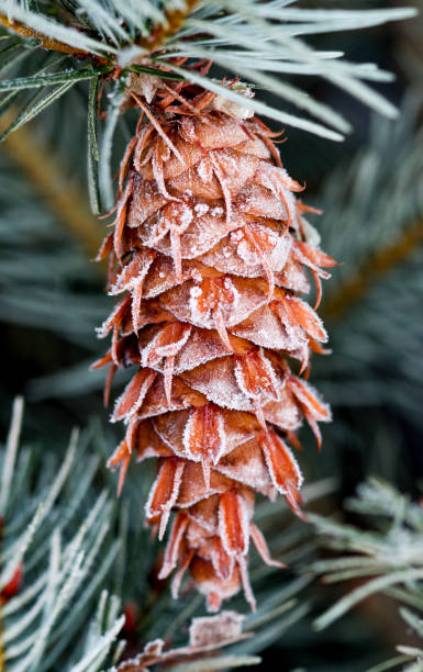 istock frosted raindrops on coniferous cone .morning shot 642439006