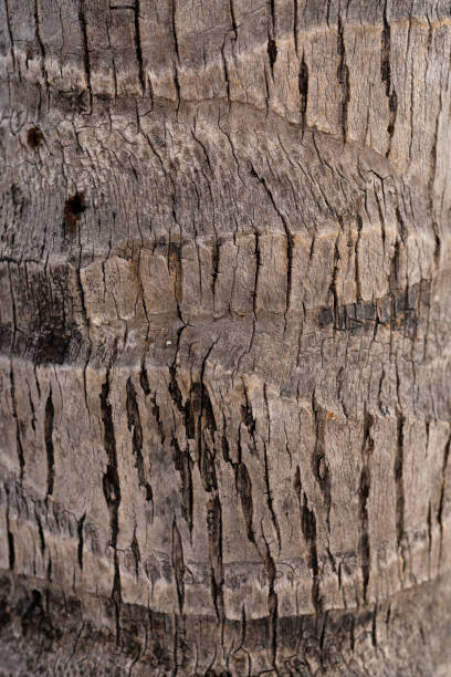 istock Close-up of Palm Tree 642441536