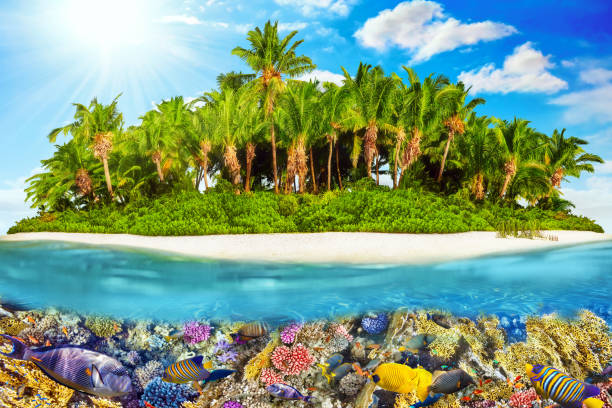 istock Tropical island in Ocean and beautiful underwater world. 642441812