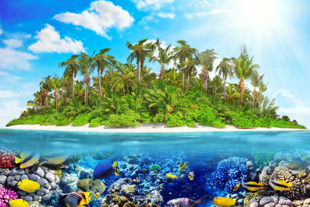 istock Tropical island in Ocean and beautiful underwater world. 642441960