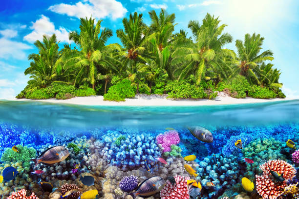 istock Tropical island in Ocean and beautiful underwater world. 642442468