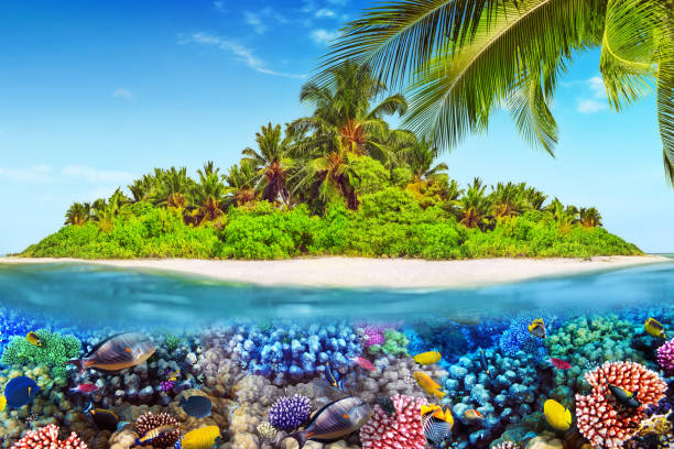 istock Tropical island in Ocean and beautiful underwater world. 642442518
