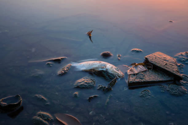 langzeitbelichtung von toten fischen auf see in asien - tote meer stock-fotos und bilder