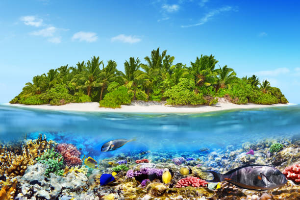 istock Tropical island in Ocean and beautiful underwater world. 642442594