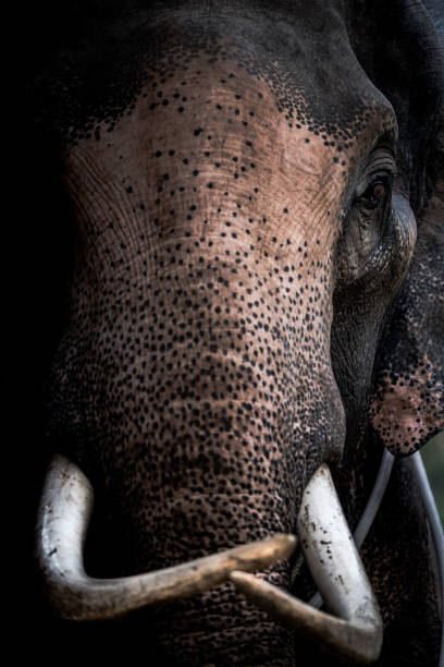 istock Close-up portrait of an elephant, thai elephant. 642445008