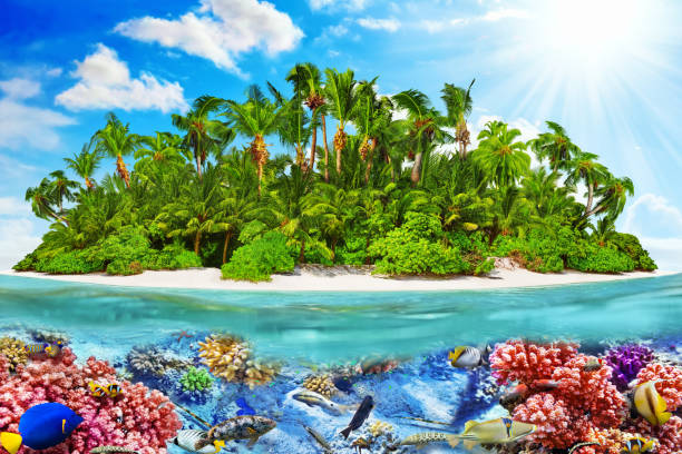 istock Tropical island in Ocean and beautiful underwater world. 642445048