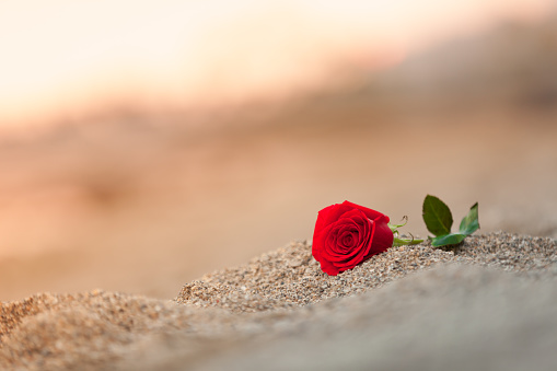 Single red rose on the beach. Love and relationship concept.
