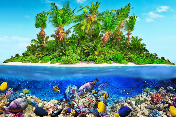 istock Tropical island in Ocean and beautiful underwater world. 642445298