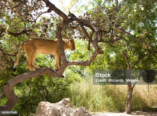 Lion On A Tree Stock Photo - Download Image Now - Africa, Animal, Animal  Wildlife - iStock
